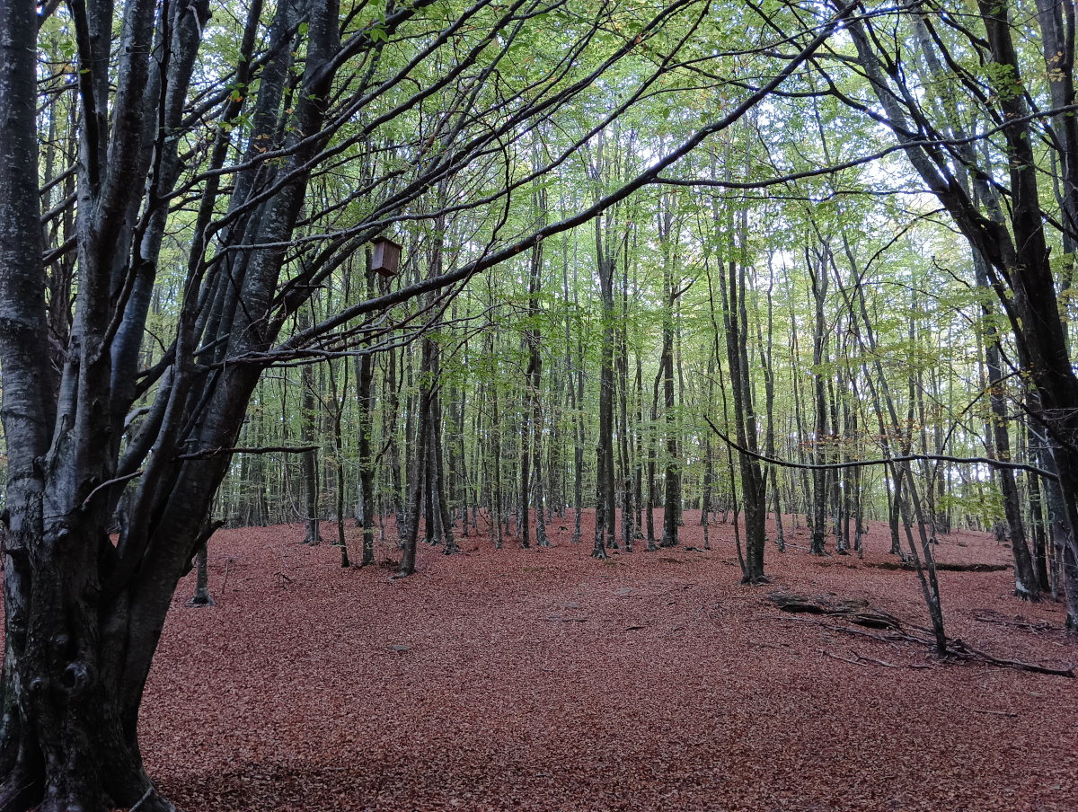 Tardor